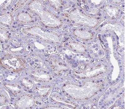 Immunohistochemistry-Paraffin: GFR alpha-1/GDNF R alpha-1 Antibody [NBP2-14045]
