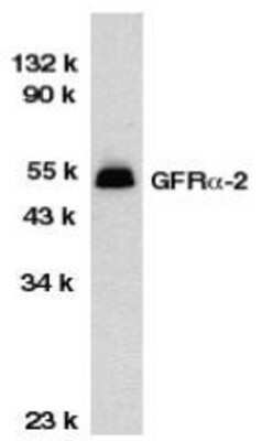 Western Blot: GFR alpha-2/GDNF R alpha-2 AntibodyBSA Free [NBP1-77042]