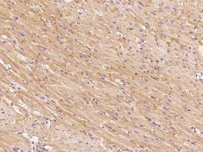 Immunohistochemistry-Paraffin: GFR alpha-3/GDNF R alpha-3 Antibody [NBP2-99437]
