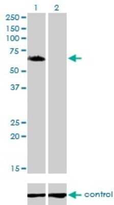 Western Blot: GGA1 Antibody (1G8) [H00026088-M02]