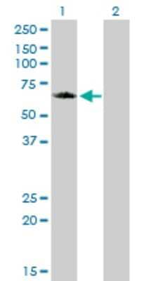 Western Blot: GGA1 Antibody (1G8) [H00026088-M02]