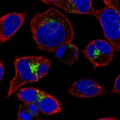 Immunocytochemistry/ Immunofluorescence: GGA2 Antibody [NBP2-57436]