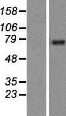 Western Blot: GGA2 Overexpression Lysate [NBP2-07227]