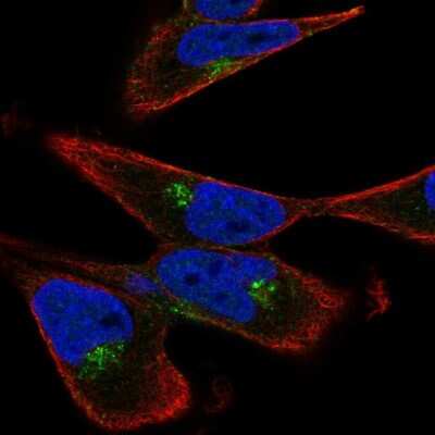 Immunocytochemistry/ Immunofluorescence: GGA3 Antibody [NBP2-55191]