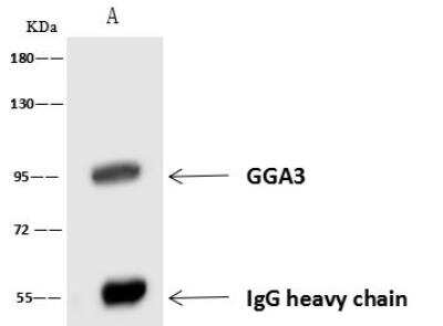 Immunoprecipitation: GGA3 Antibody [NBP3-05941]