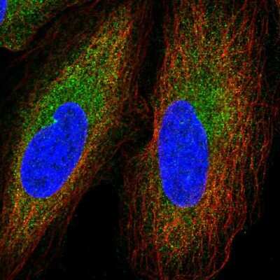 Immunocytochemistry/ Immunofluorescence: GGNBP2 Antibody [NBP2-57901]