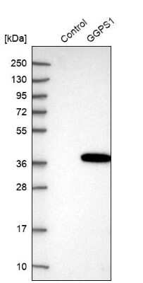 Western Blot: GGPS1 Antibody [NBP1-83368]