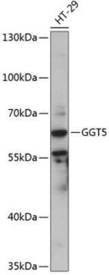 Western Blot: GGT5 AntibodyAzide and BSA Free [NBP3-05009]