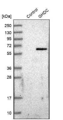 Western Blot: GHDC Antibody [NBP1-81309]