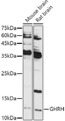 Western Blot: GHRH AntibodyAzide and BSA Free [NBP3-04850]