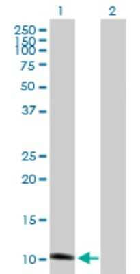 Western Blot: GHRH Antibody [H00002691-B01P]