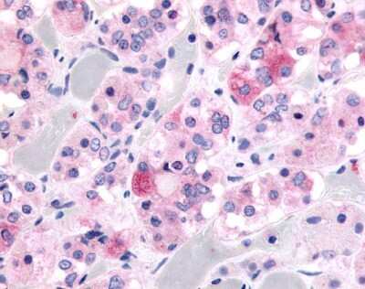 Immunohistochemistry-Paraffin: Ghrelin Receptor/GHSR Antibody - BSA Free [NLS582]