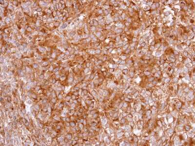 Immunohistochemistry-Paraffin: Ghrelin Receptor/GHSR Antibody [NBP2-16655]