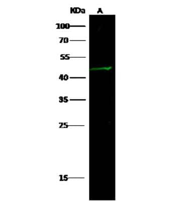 Western Blot: GIF Antibody (012) [NBP2-90226]