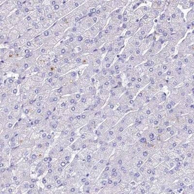 Immunohistochemistry-Paraffin: GIF Antibody [NBP1-81610]