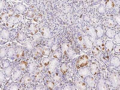 Immunohistochemistry-Paraffin: GIF Antibody [NBP3-00148]