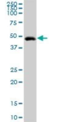 Western Blot: GIF Antibody [H00002694-D01P]