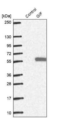 Western Blot: GIF Antibody [NBP1-81610]