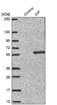 Western Blot: GIF Antibody [NBP1-81611]