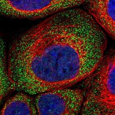 Immunocytochemistry/ Immunofluorescence: GIGYF1 Antibody [NBP1-81785]