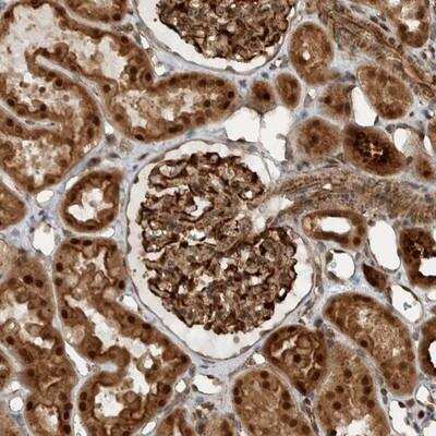 Immunohistochemistry-Paraffin: GIGYF1 Antibody [NBP1-81784]