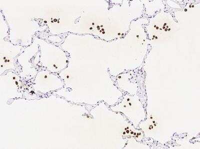 Immunohistochemistry-Paraffin: GILT/IFI30 Antibody (003) [NBP2-90133]