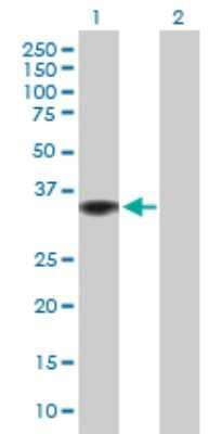 Western Blot: GIMAP2 Antibody [H00026157-B01P]