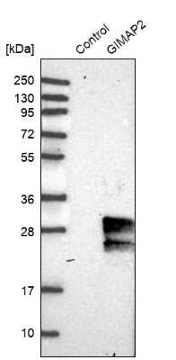 Western Blot: GIMAP2 Antibody [NBP1-85071]