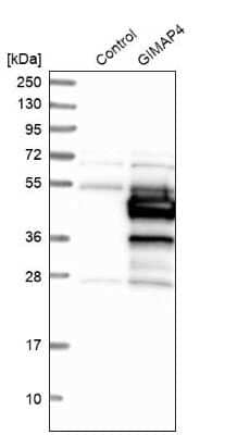 Western Blot: GIMAP4 Antibody [NBP1-83778]