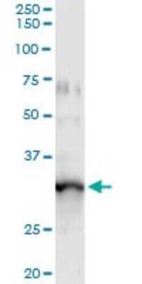 Immunoprecipitation: GIMAP5 Antibody (1E10) [H00055340-M10]