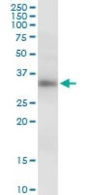 Western Blot: GIMAP5 Antibody [H00055340-B01P]