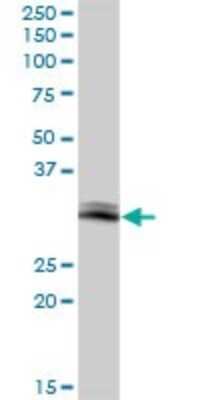 Western Blot: GIMAP5 Antibody [H00055340-B01P]