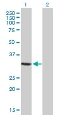 Western Blot: GIMAP5 Antibody [H00055340-B01P]