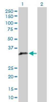 Western Blot: GIMAP5 Antibody [H00055340-D01P]