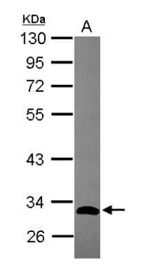 Western Blot: GIMAP5 Antibody [NBP2-16657]