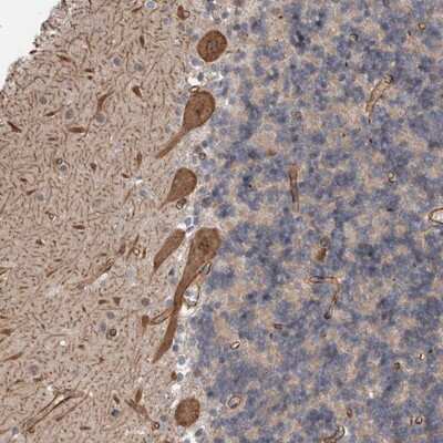 Immunohistochemistry-Paraffin: GIMAP6 Antibody [NBP1-82110]