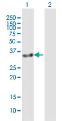 Western Blot: GIMAP7 Antibody [H00168537-B01P]
