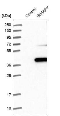 Western Blot: GIMAP7 Antibody [NBP1-81624]