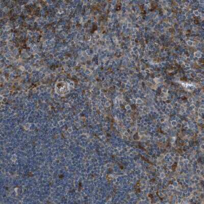 Immunohistochemistry-Paraffin: GIMAP8 Antibody [NBP1-85059]