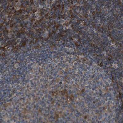 Immunohistochemistry-Paraffin: GIMAP8 Antibody [NBP1-85060]