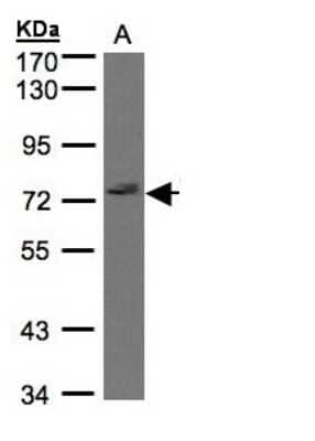 Western Blot: GIMAP8 Antibody [NBP1-31166]