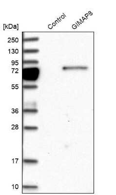 Western Blot: GIMAP8 Antibody [NBP1-85059]