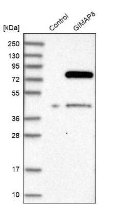 Western Blot: GIMAP8 Antibody [NBP1-85060]