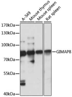 Western Blot: GIMAP8 AntibodyAzide and BSA Free [NBP3-04641]