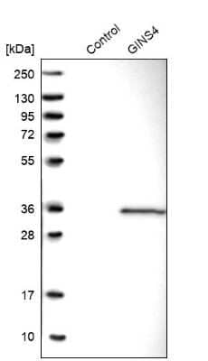 Western Blot: GINS4 Antibody [NBP1-82748]