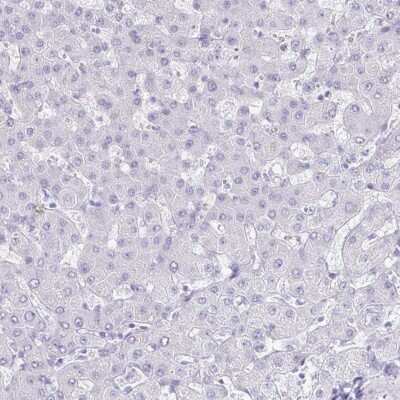 Immunohistochemistry-Paraffin: GIP Antibody [NBP1-86422]