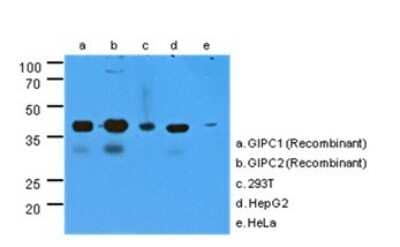 Western Blot: GIPC2 Antibody (1G10)BSA Free [NBP2-22552]