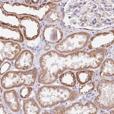 Immunohistochemistry-Paraffin: GIPC2 Antibody [NBP2-49371]