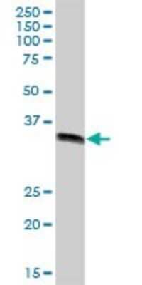 Western Blot: GIPC2 Antibody [H00054810-B01P]