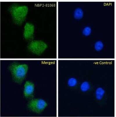 Immunocytochemistry/ Immunofluorescence: GIPR Antibody (Gipg013) - Chimeric - Azide and BSA Free [NBP2-81068]